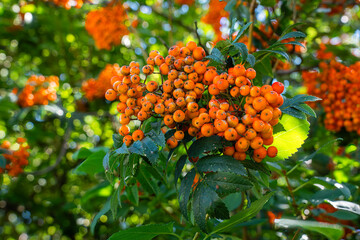 Cluster of vibrant orange berries on lush green plant, abundant and natural beauty.