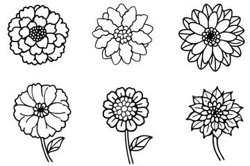 Zinnia line art illustration Design Concepts