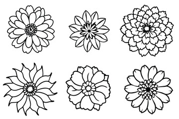 Zinnia line art illustration Design Concepts