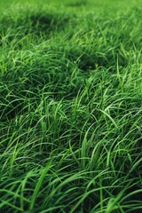 A detailed view of lush green grass
