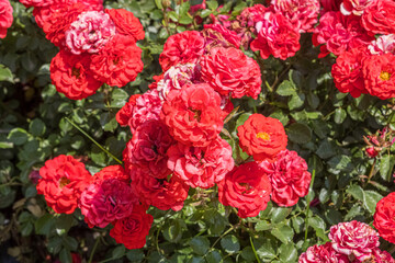 Red wild roses. Background photo for love. Flowers in their natural habitat. Selective focus.