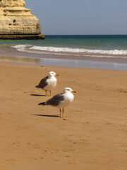 Two seagulls on the sand beach watching the waves of the Atlantic Ocean