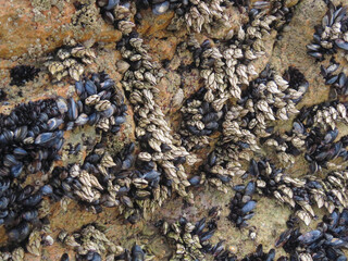 Closeup of the group of goose barnacles on the stone on the beach of Atlantic Ocean 