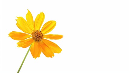 Obraz premium Isolated Background with Yellow Flower
