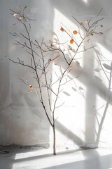 Dried Branch with Sunlight on White Wall