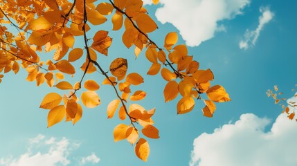 Autumn Yellow Leaves Against Blue Sky Background with Clouds