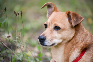 Portrait of a light orange toy terrier dog looking sadly into the distance on a background of grass.The dog looks at the owner with expectation, raising one ear