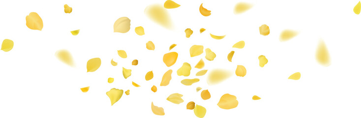 Yellow falling rose or sunflowers petals.Transparent panoramic horizontal background.Amber flower spring template.