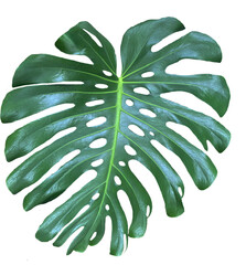 Plik wektorowy, duży, ogromny, zielony piękny liść z dziurami. Monstera Delicioza © YOUR SHOT