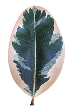 Plik wektorowy, duży, ogromny, zielony piękny liść> fikus sprężysty.