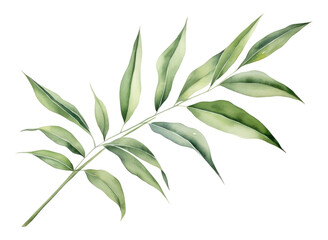 Obraz premium PNG Plant herbs leaf cannabis.