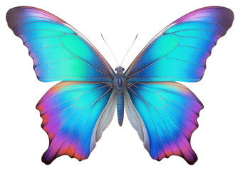 Fototapeta premium PNG Butterfly animal insect white background.