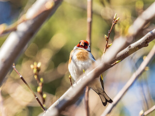 Detailed photo of an european goldfinch between branches