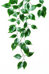 A green leafed plant on a clean white surface, ideal for use in still life photography, packaging design or as a decorative element