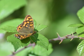 Speckled wood butterfly (Pararge aegeria 