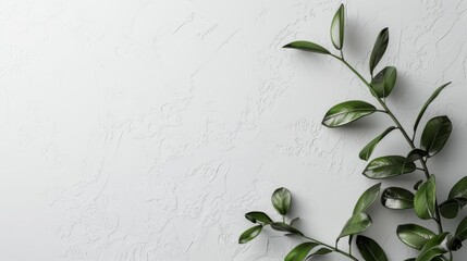 clean white background for website design, minimalist