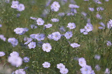 花の旬を迎えた宿根亜麻 © akht.mymt