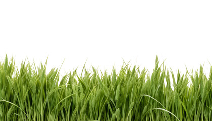 Obraz premium green grass foreground isolated on transparent background cutout