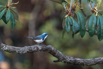 male ultramarine flycatcher or Ficedula superciliaris in Munsyari, India