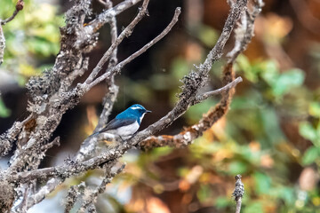 male ultramarine flycatcher or Ficedula superciliaris in Munsyari, India