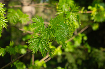 young maple leaves early spring natural background