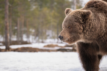 Obraz premium Big male Brown bear is walking across a snowy bog