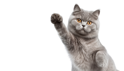 shorthair cat hand up isolated on transparent background cutout