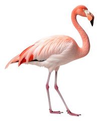 Fototapeta premium PNG Caribbean flamingo animal bird white background.
