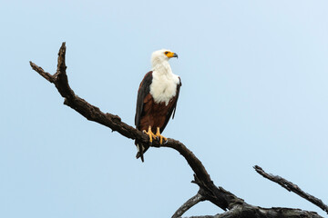 Pygargue vocifère, Pygargue vocifer, African Fish Eagle, Aigle pêcheur d'Afrique, Haliaeetus vocifer, Afrique