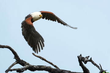 Pygargue vocifère, Pygargue vocifer, African Fish Eagle, Aigle pêcheur d'Afrique, Haliaeetus vocifer, Afrique