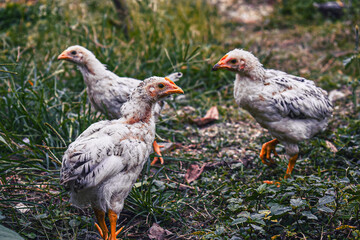 Chickens