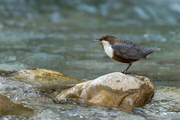 Wasseramsel mit erbeuteten Fisch