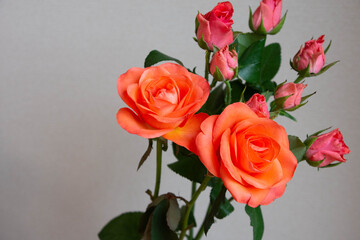 トロピカルアマゾン