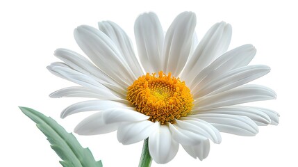 Naklejka premium Single white daisy flower, vibrant yellow center, green stem and leaves, macro photography, high detail, crisp focus, soft white background, botanical illustration, fresh and delicate.