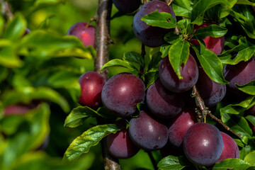 plums on the tree