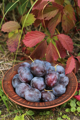 Plums in plate in garden close up. Ripe fresh organic plum harvest in bowl outdoors in autumn nature