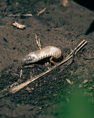 A beautiful day in the garden with small surprises at the plants,Scarabaeidae larva