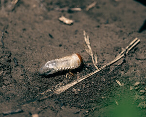 A beautiful day in the garden with small surprises at the plants,Scarabaeidae larva