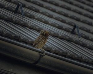 A little owl lurking to catch the prey