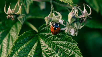 A ladybug found in my garden
