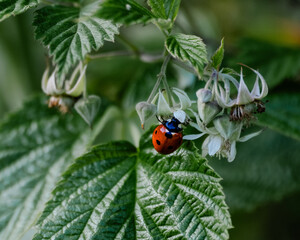 A ladybug found in my garden
