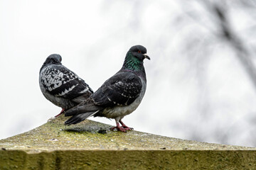 Two Pigeons Perched on a Grimy Concrete Surface During Overcast Weather
