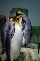 Group of King Penguins Gathering on Rocky Outcrop at the Aquarium During Daytime