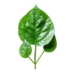 Obraz premium Detailed Close-Up of Vibrant Green Leaf Trio on Clean Background