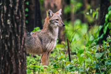 Thai land wildlife, Golden jackal, Canis aureus, feeding scene on meadow, Wild dog behaviour scene in nature. Mountain animal in the habitat,