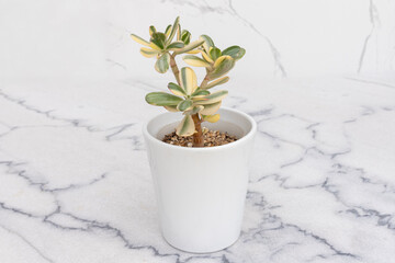 Rare variegated crassula ovata succulent plant in a white ceramic pot