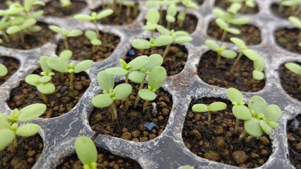 プラグトレーから芽吹いた春菊