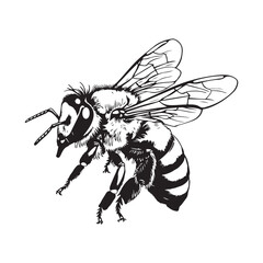 Flying Bee Drawing Images vector isolated on white background