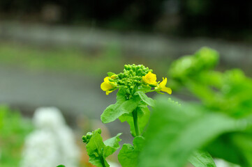 雨に濡れた菜の花
