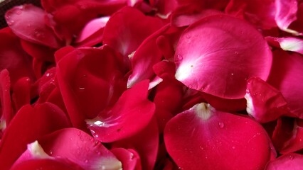 赤いバラの花びら